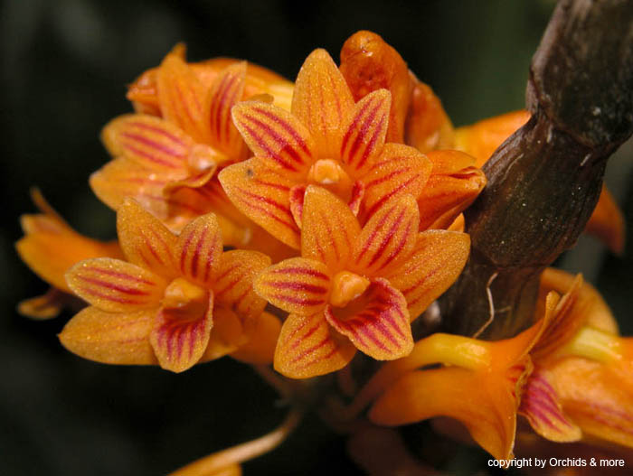 dendrobium_bullenianum