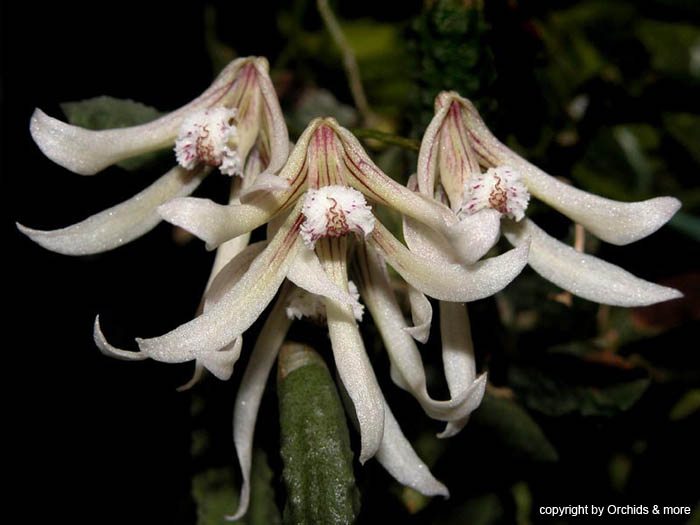 dendrobium_cucumerinum3