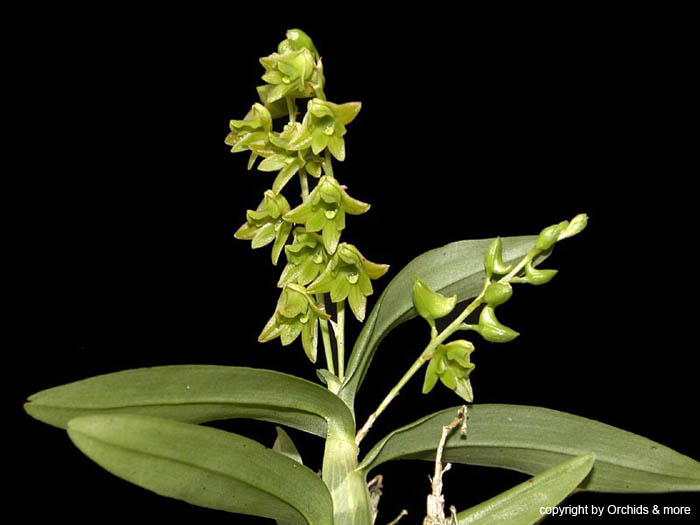 dendrobium_kanburiense