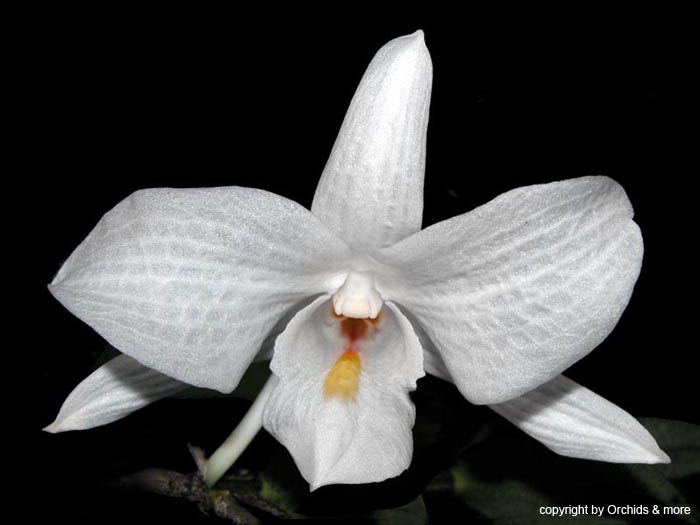dendrobium_spectatissimum