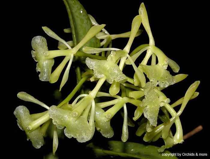 epidendrum_faelltmirjetztnichtein