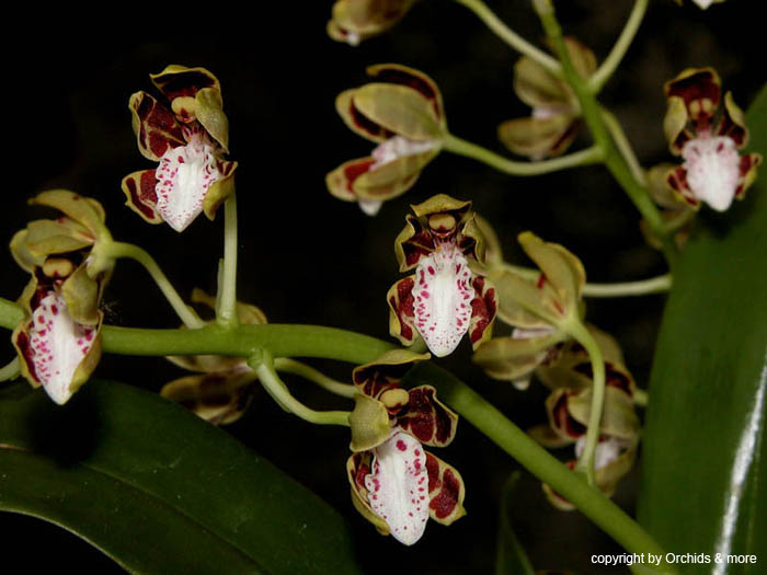 solenidium_portillae