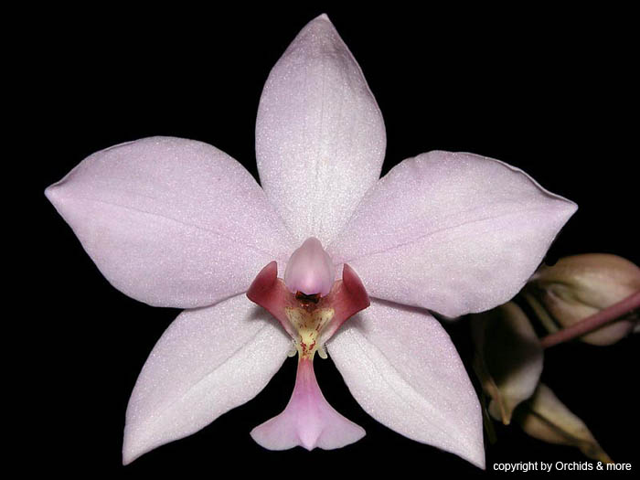 spathoglottis_plicata