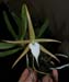 Angraecum_elefantinum
