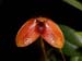 Bulbophyllum ovalifolium