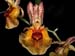Catasetum_brazil