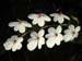 aerangis_rhodosticta
