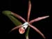 cattleya_araguaiensis