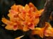 dendrobium_bullenianum