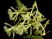 epidendrum_faelltmirjetztnichtein
