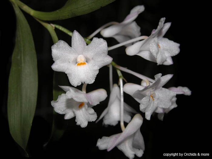 Dendrobium_mutabile