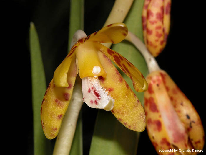 Dipodium_paludosum