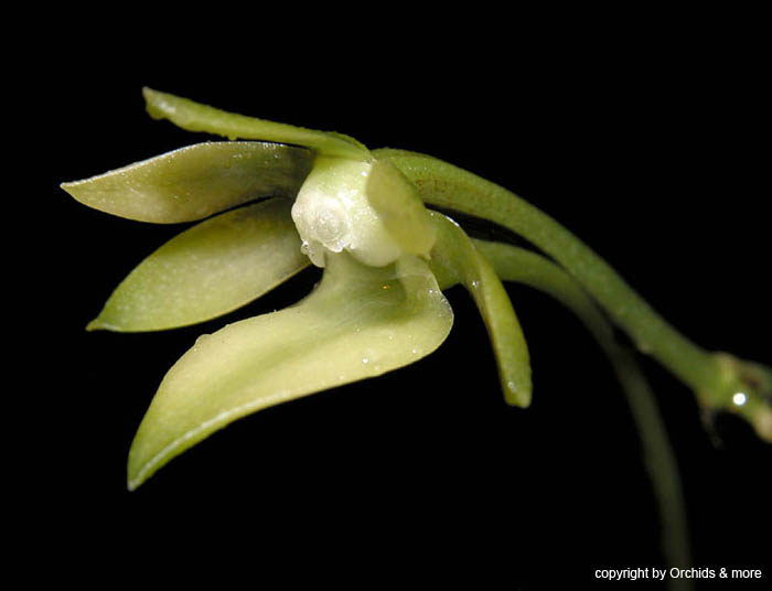 Neobathiea_grandidierana