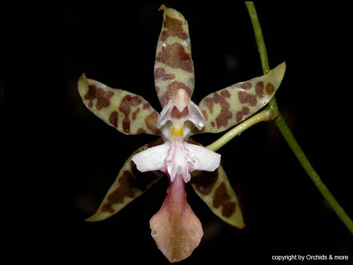 Oncidium_hastatum