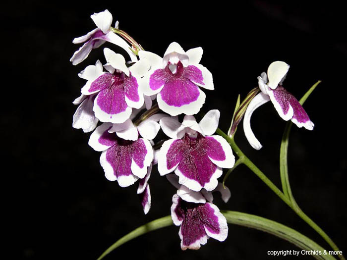 Ponerorchis_graminifolia3
