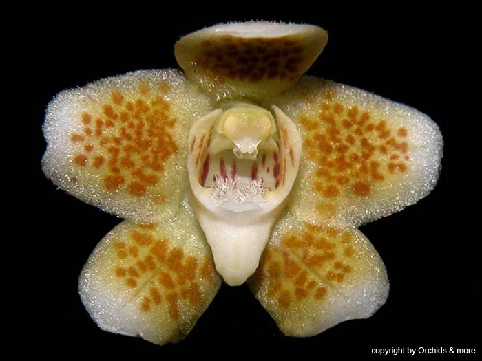 chiloschista_extincta