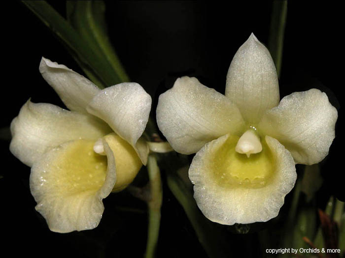 chondrorhyncha_reichenbachiana