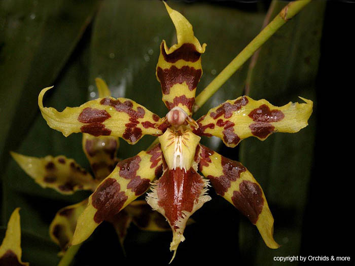 odontoglossum_kegeljanii