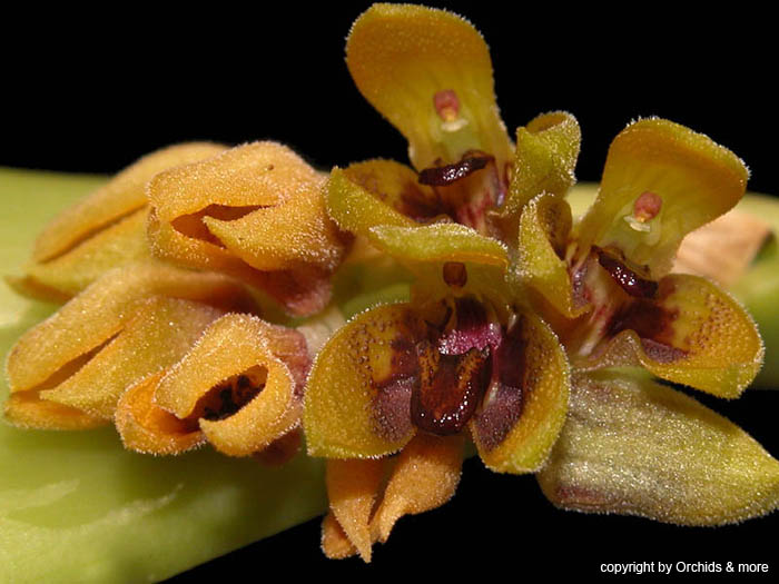 pleurothallis_circumplexa