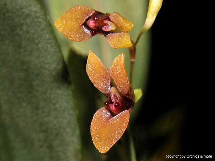 pleurothallis_hypnicola