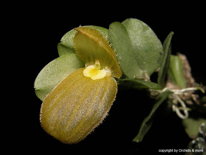 pleurothallis_lappacea