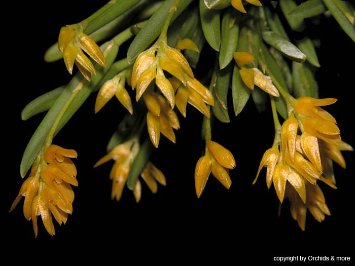 pleurothallis_sonderiana