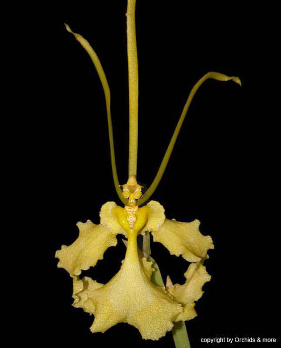 psychopsis_papillio_album