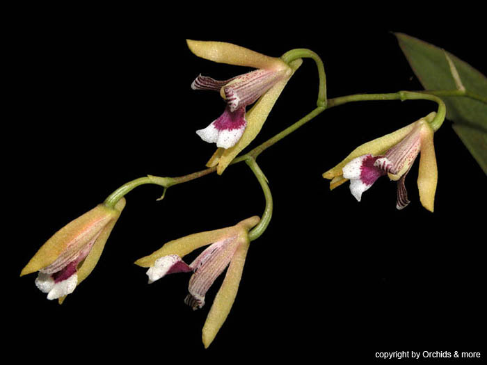 scelochilus_hirtzii