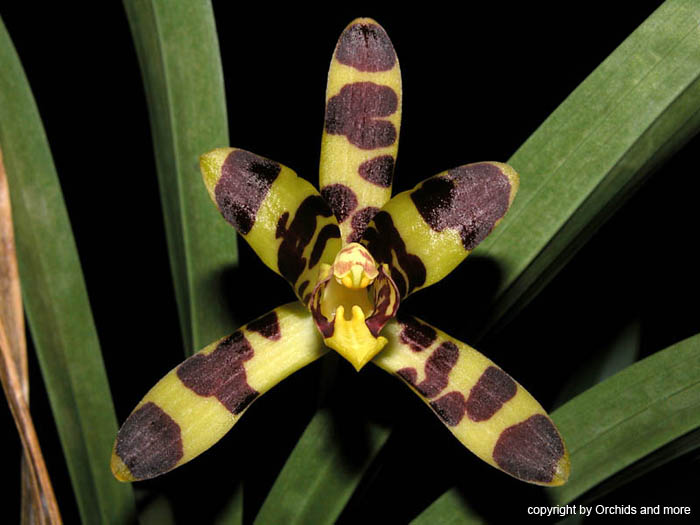 Ansellia_africana_norm