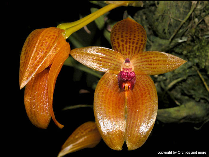 Bulbophyllum_membranifolium