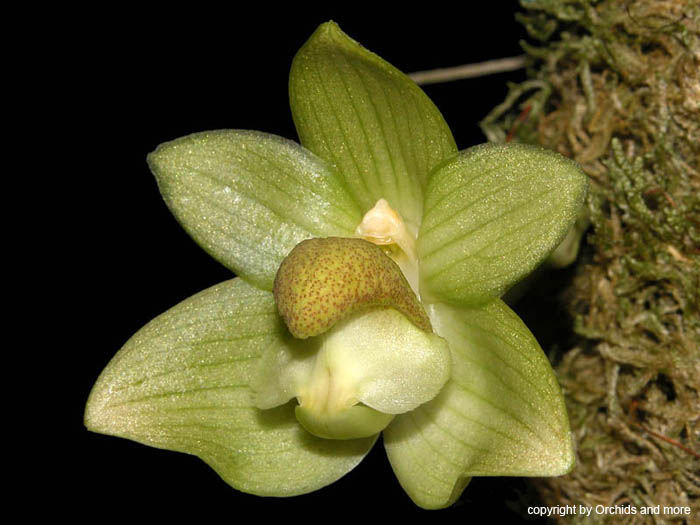 Bulbophyllum_transarisanense