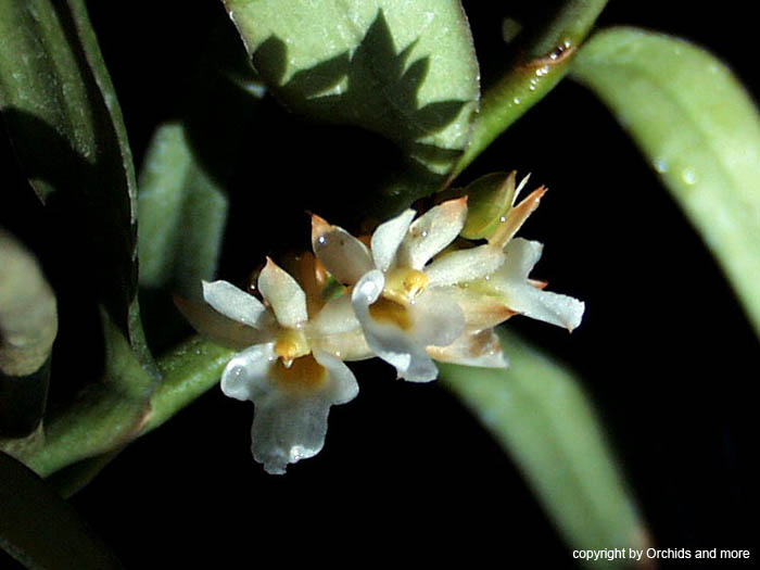 Calyptrochilum_christyanum
