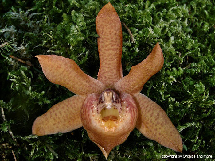 Chaubardiella