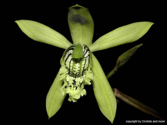 Coelogyne_mayeriana