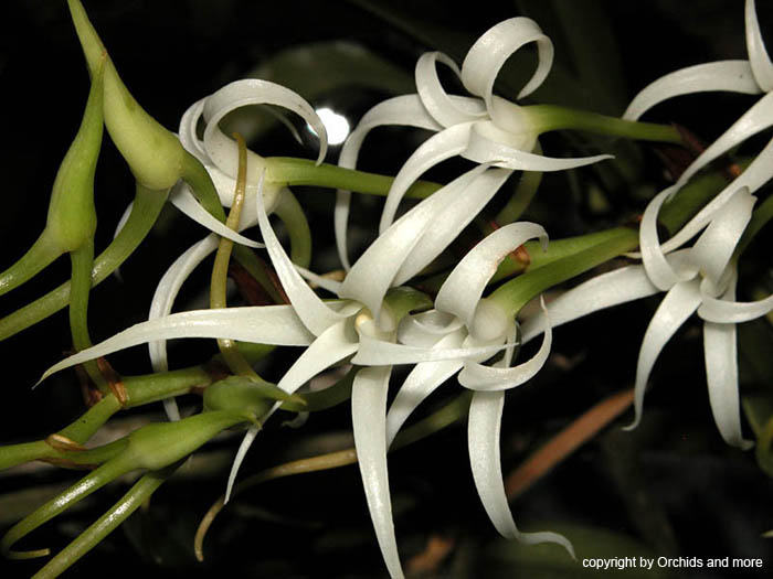 Cyrtorchis_arcuata