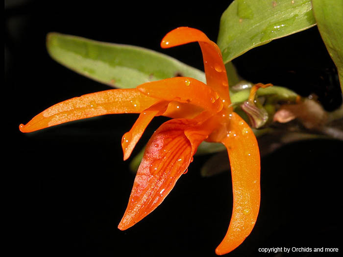 Dendrobium_dickasonii