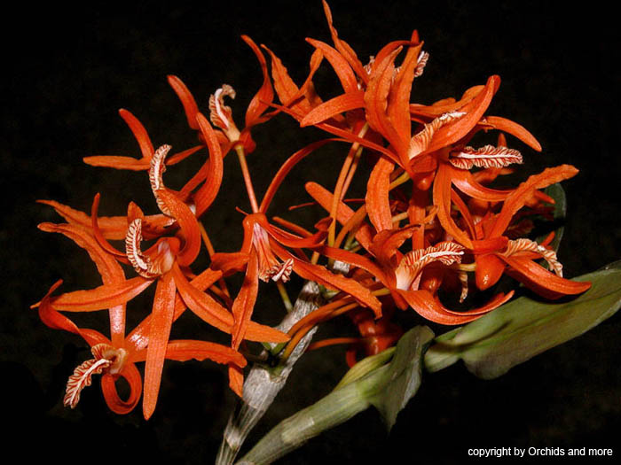 Dendrobium_unicum3