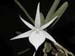 Angraecum_didieri