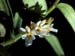 Calyptrochilum_christyanum