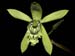 Coelogyne_mayeriana
