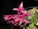 Dendrobium_bracteosum_dwarf