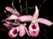 Dendrobium_maccarthiae