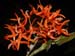 Dendrobium_unicum3