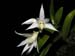dendrobium_cuspidatum2