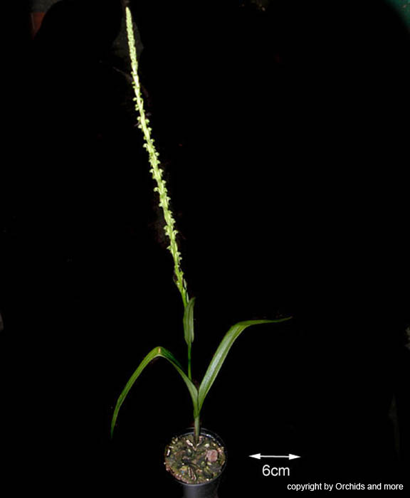 Habenaria_1