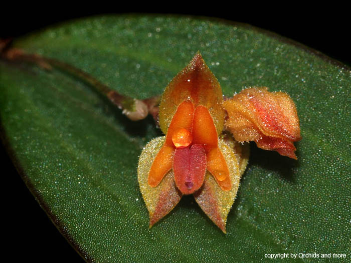 Lepanthes_costariciensis