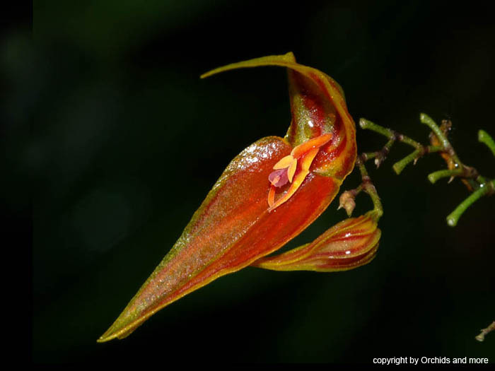 Lepanthes_horrida