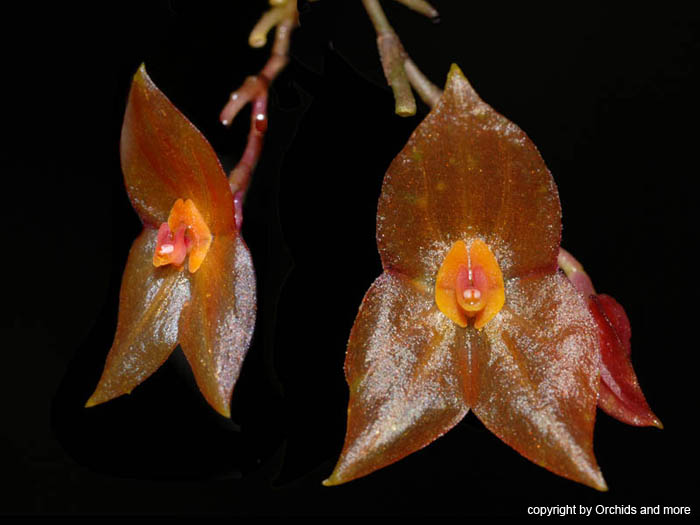 Lepanthes_maduroi