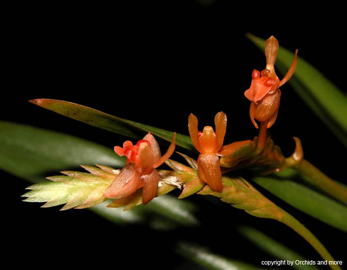 Liparis lobongensis2