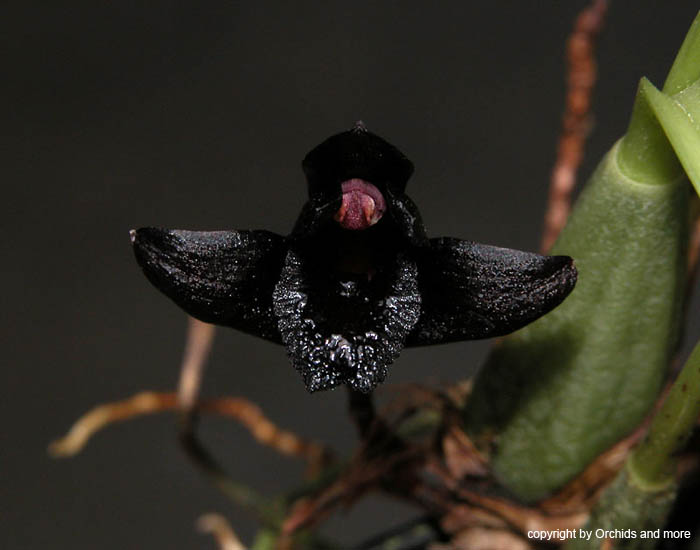 Maxillaria_schunkeana
